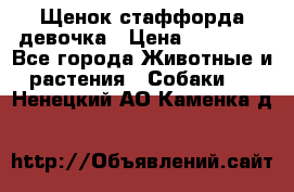 Щенок стаффорда девочка › Цена ­ 20 000 - Все города Животные и растения » Собаки   . Ненецкий АО,Каменка д.